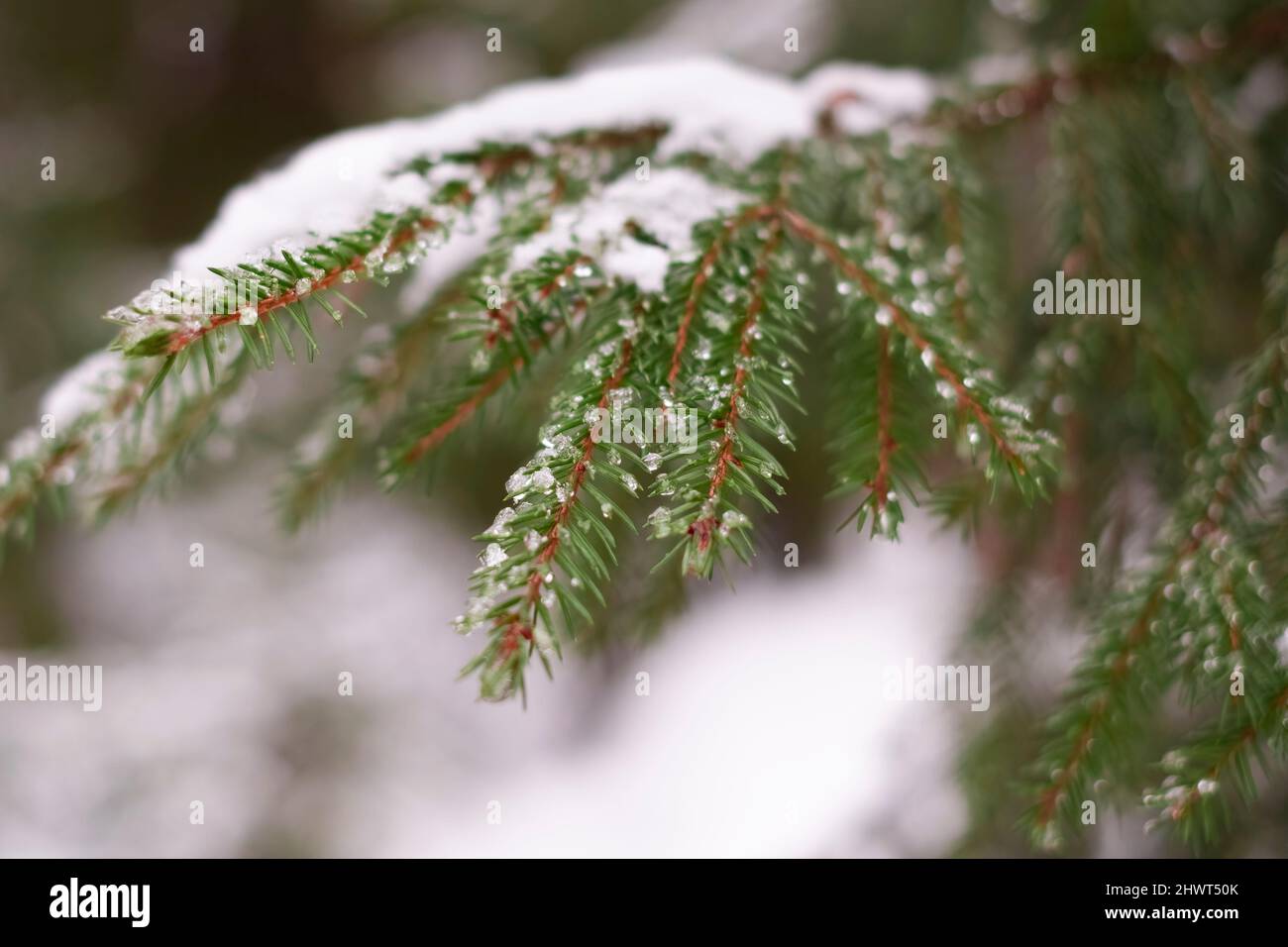 Branches d'épinette d'hiver, avec des gouttes brillantes de neige fondante sur les branches en plein soleil sur un fond clair avec une mise au point douce au premier plan et b Banque D'Images