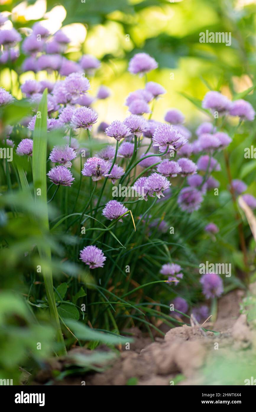 La ciboulette pourpre plante jardin d'été. Fleurs d'herbes saines parfaites. Fleur de ciboulette dans le dos. Banque D'Images