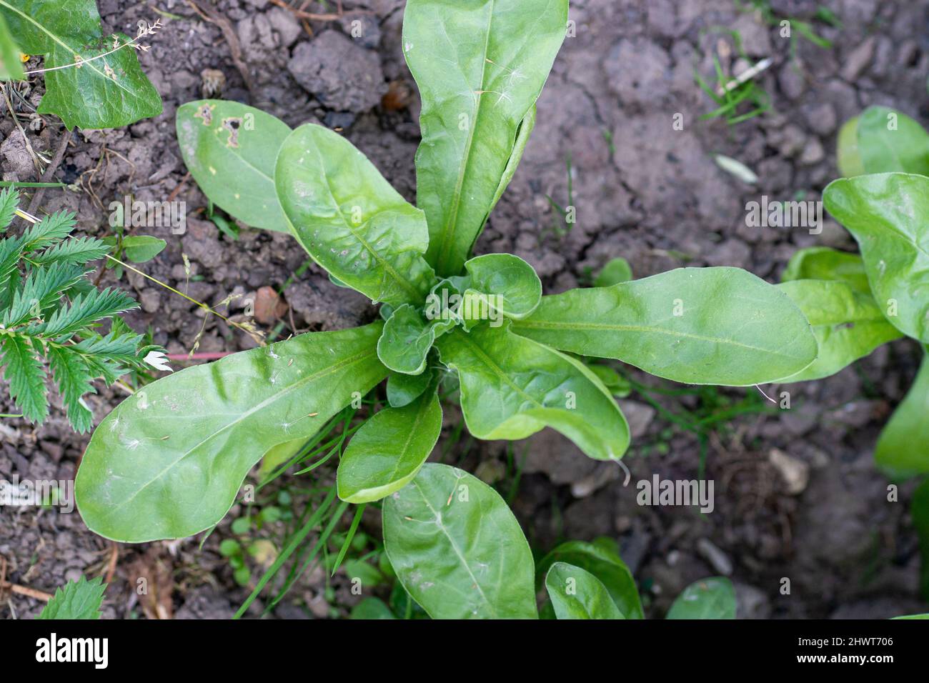 Feuilles vertes de Calendula officinalis ou Pot Marigold, Common Marigold, Scotch Marigold, Ruddles Pot Marigold. Banque D'Images