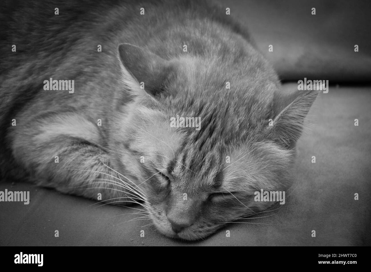 Chat de gingembre dormant à l'extérieur sur une chaise douce ancienne. Photo noir et blanc Banque D'Images