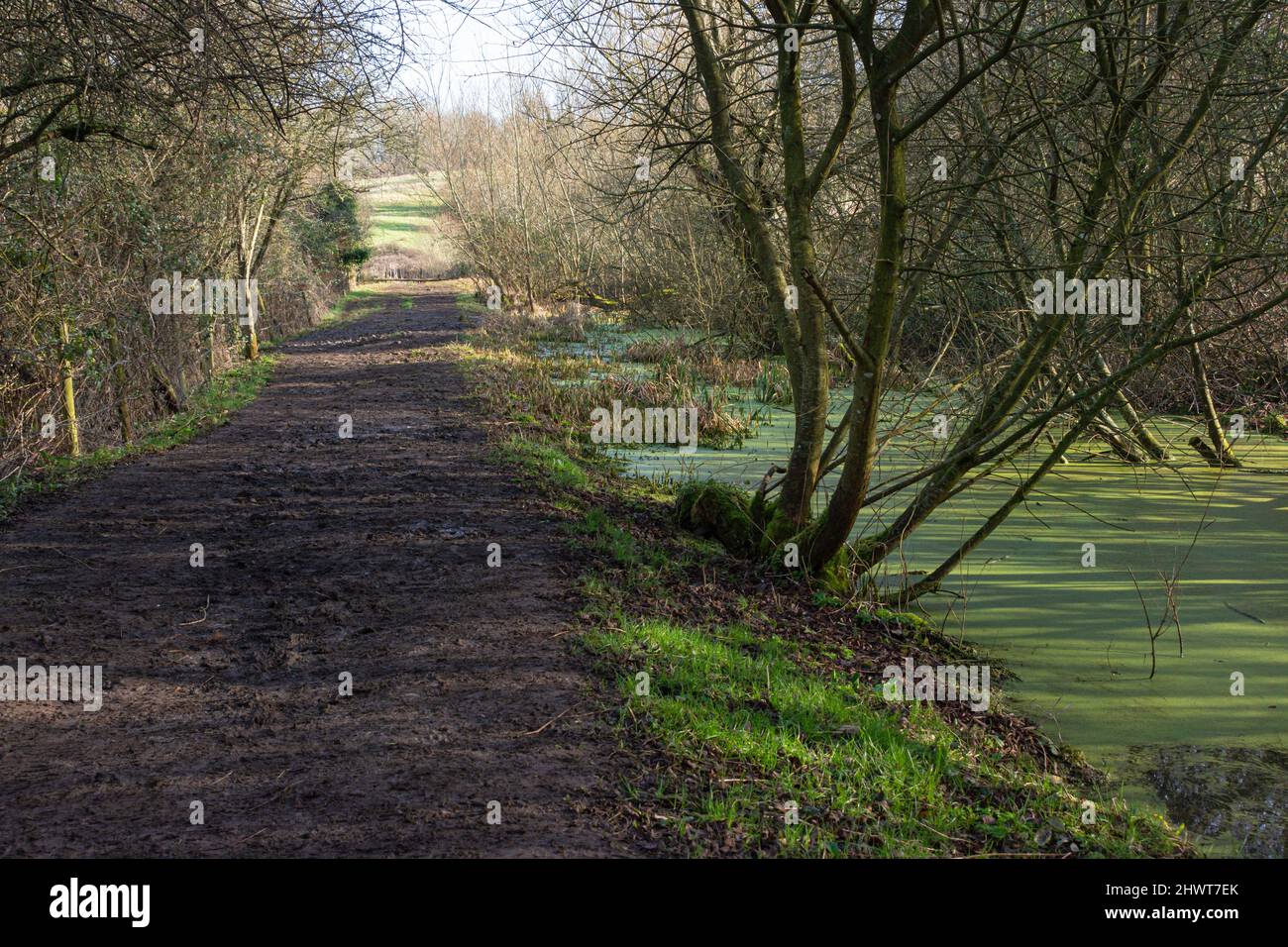 Le canal disused Wilts & Berks entre Lacock et Pewsham, Wiltshire Banque D'Images