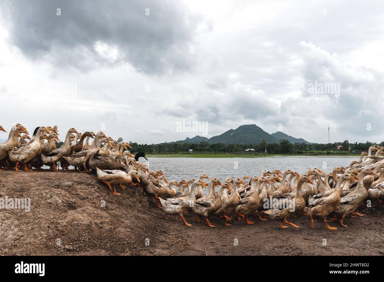 Beaucoup de canards à la ferme ouverte au vietnam, agriculture et culture traditionnelle dans le pays asiatique, animaux et concept d'élevage Banque D'Images