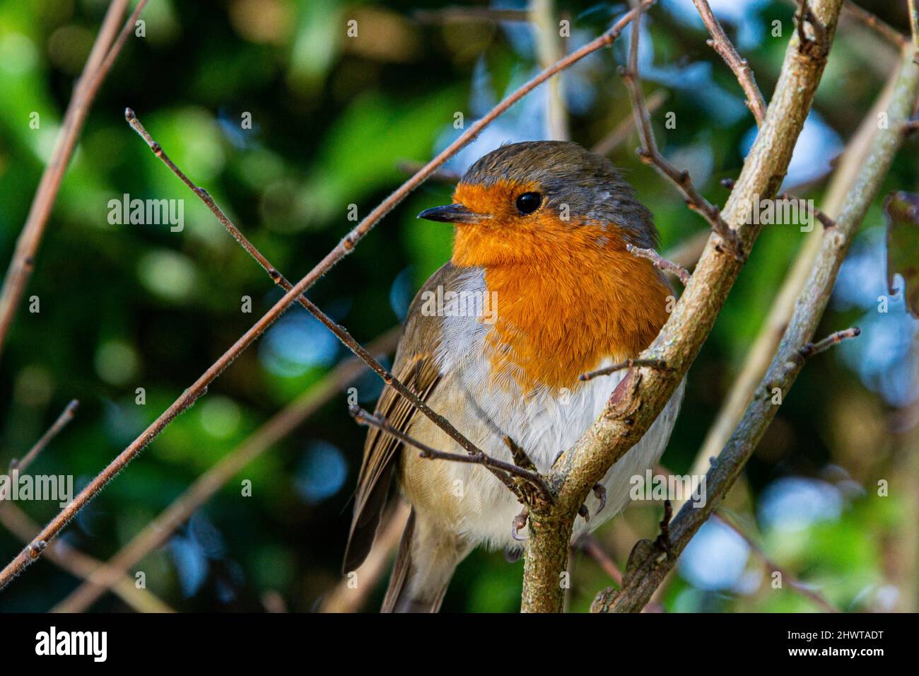 Un robin (Erithacus rubecula aux abords) perché sur une branche Banque D'Images