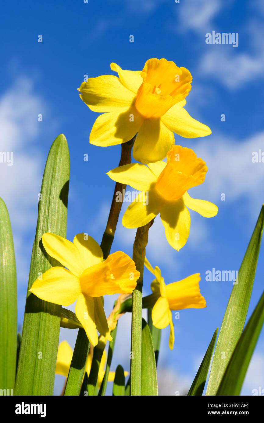 Daffodil fleurit contre un ciel bleu avec des nuages blancs qui s'ésurissent Banque D'Images