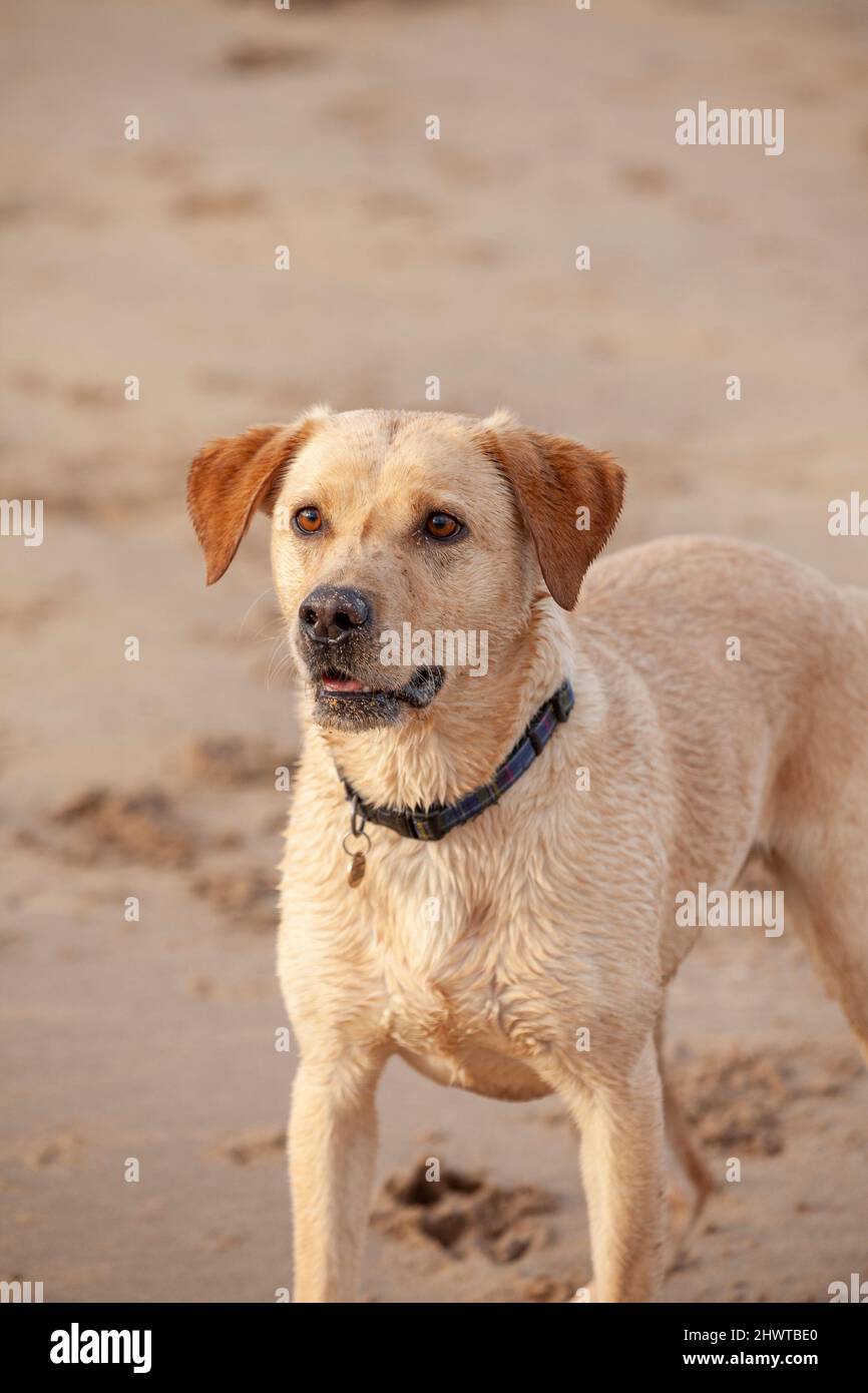 Un jeune chien Labrador Retriever à l'air vif Banque D'Images