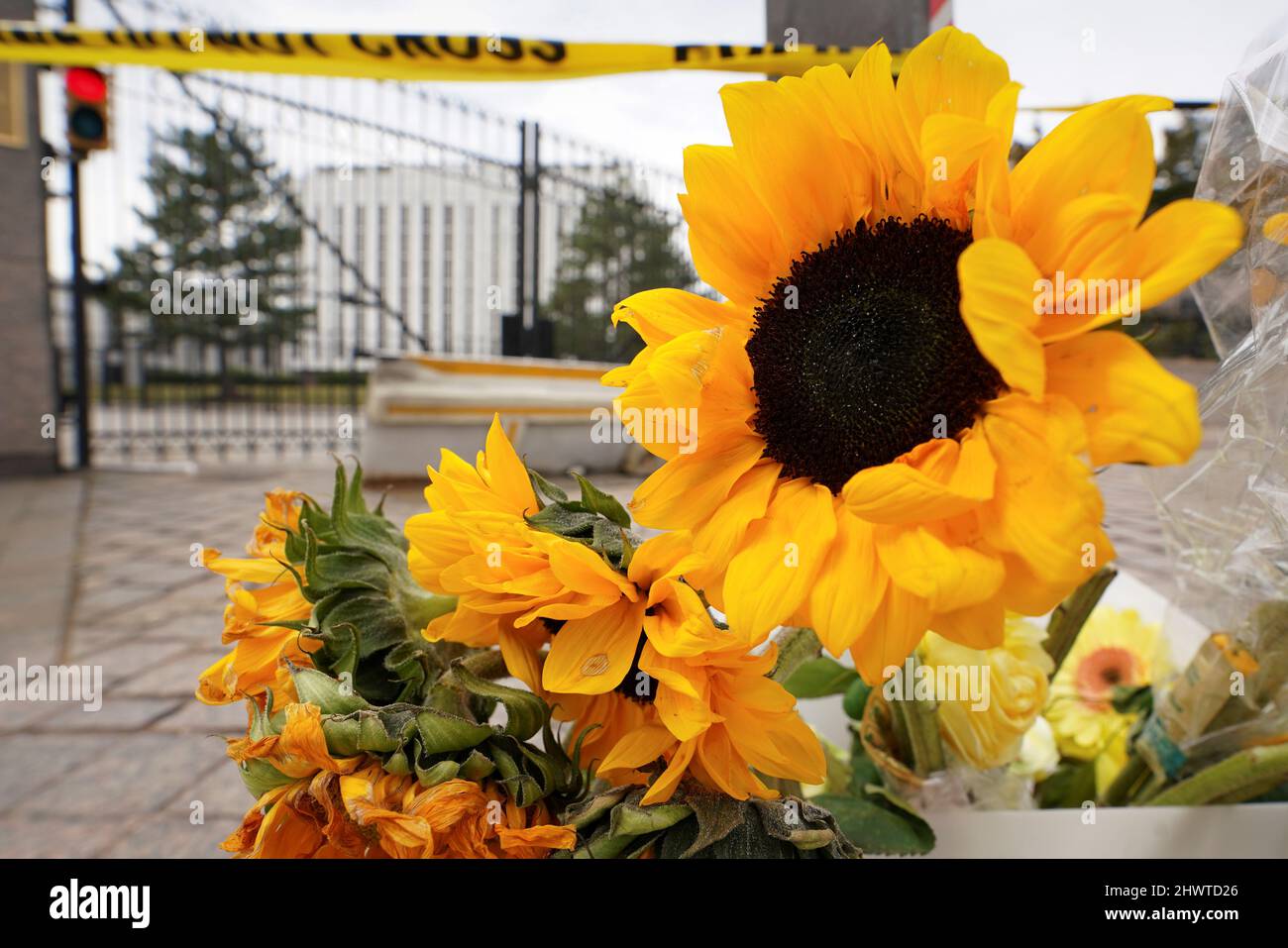Des tournesols, la fleur nationale si l'Ukraine, sont vus placés à la porte de l'ambassade de Russie à Washington, États-Unis, 7 mars 2022 REUTERS/Kevin Lamarque Photo Stock - Alamy
