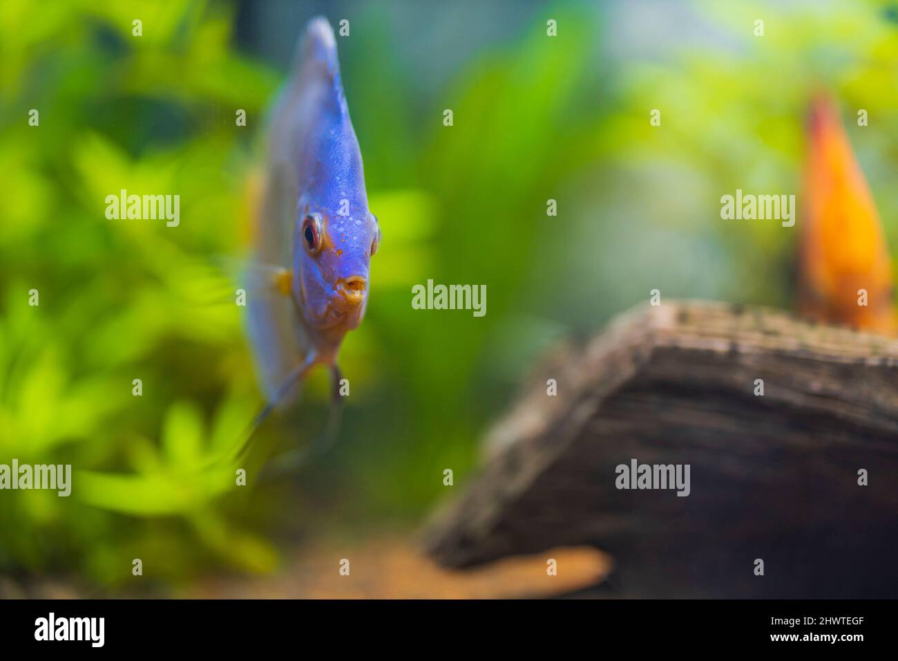 Belle vue sur le poisson bleu de l'aquarium de discus de diamant. Concept de passe-temps. Suède. Banque D'Images