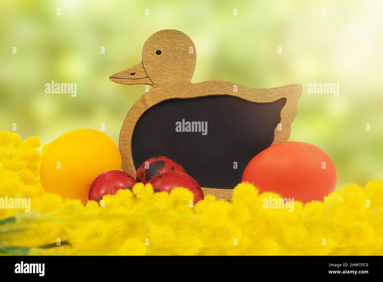 Panneau de canard en bois pour texte avec œufs rouges peints et mimosa. Concept de Pâques. Mise au point douce. Copier l'espace Banque D'Images