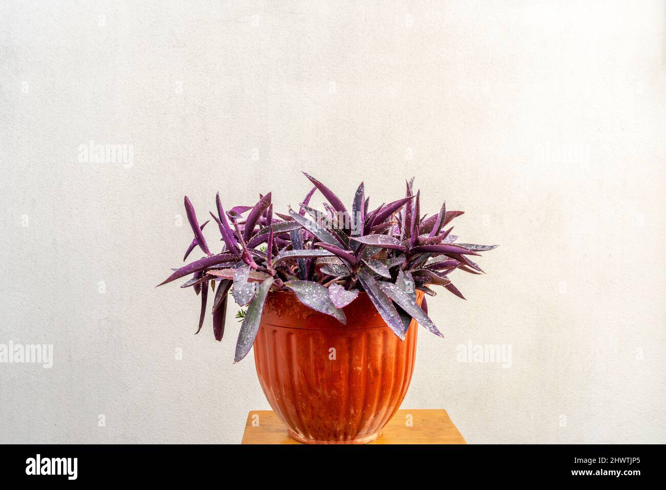 Grand pot de tradescantia pallida jardin plante avec des gouttes d'eau sur table en bois Banque D'Images