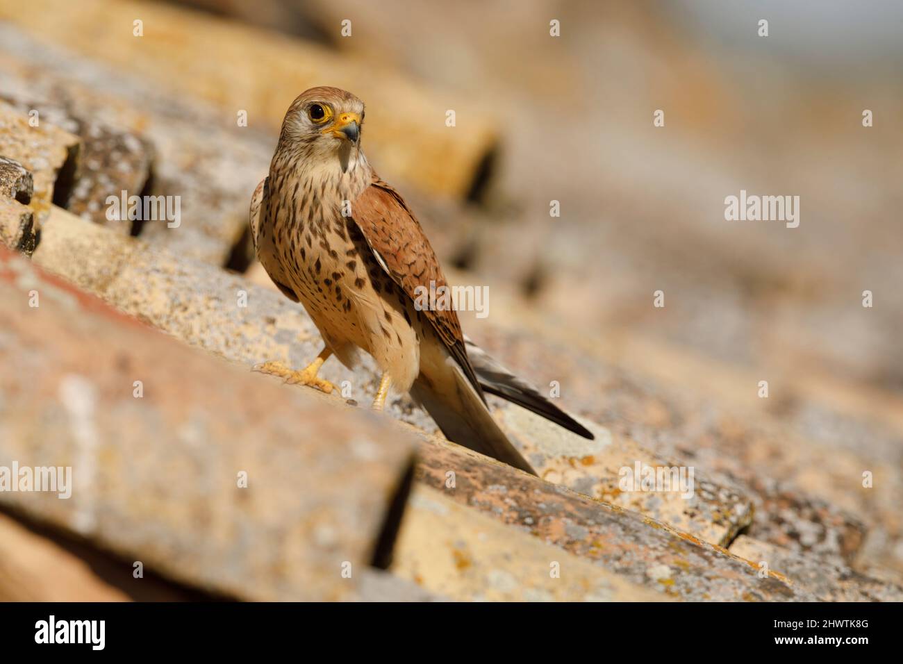 Plus petit kestrel Banque D'Images