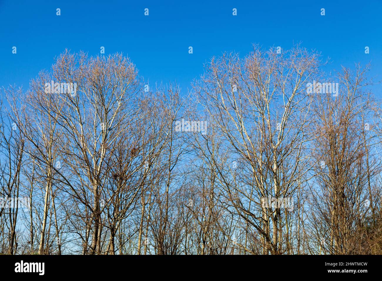 Au début du printemps, les arbres sont nus contre un ciel bleu clair Banque D'Images