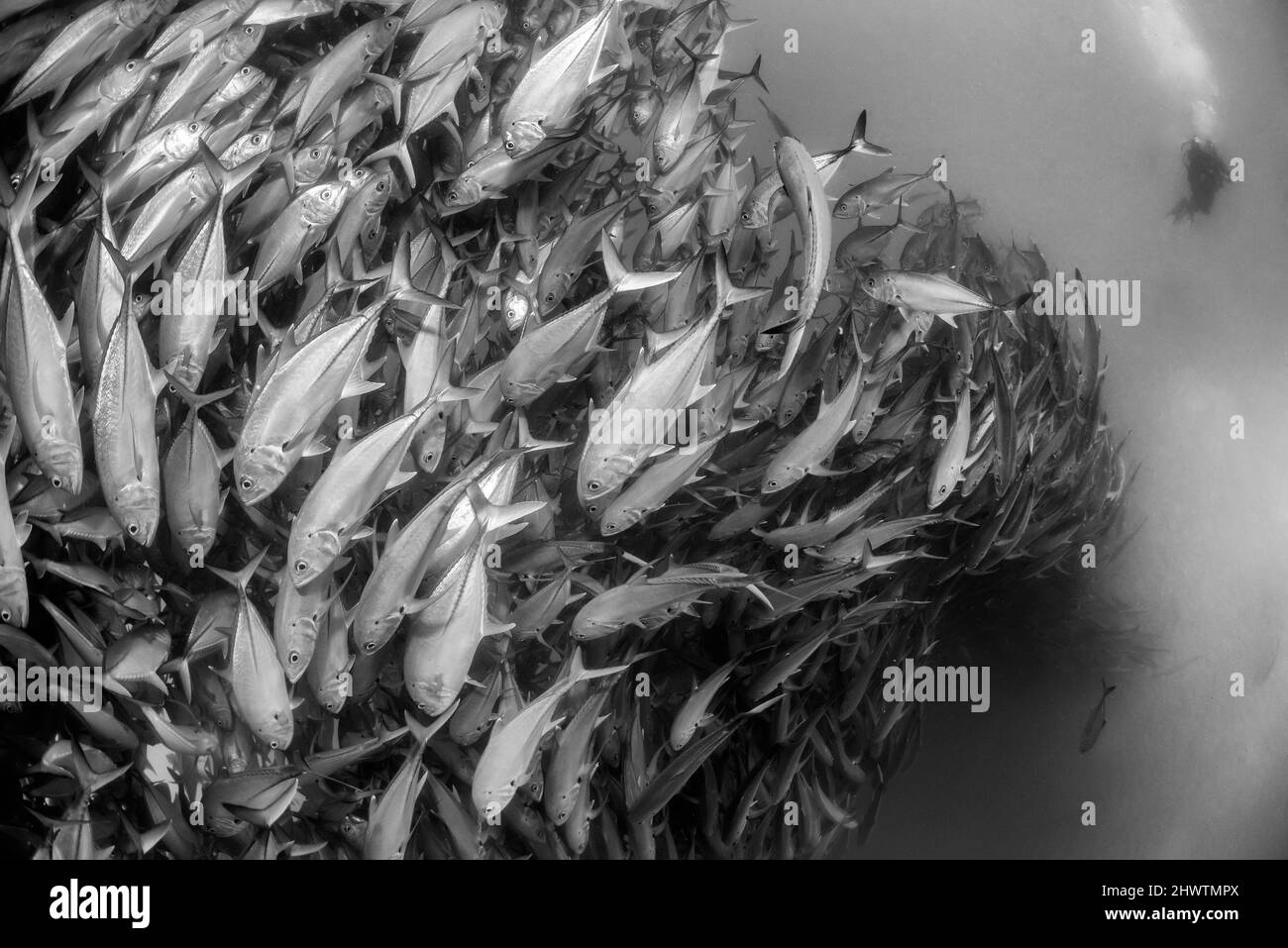Un plongeur admire une grande agrégation de poissons-ramasse dans les eaux du parc national marin de Cabo Pulmo, où la biomasse marine a augmenté exponenti Banque D'Images