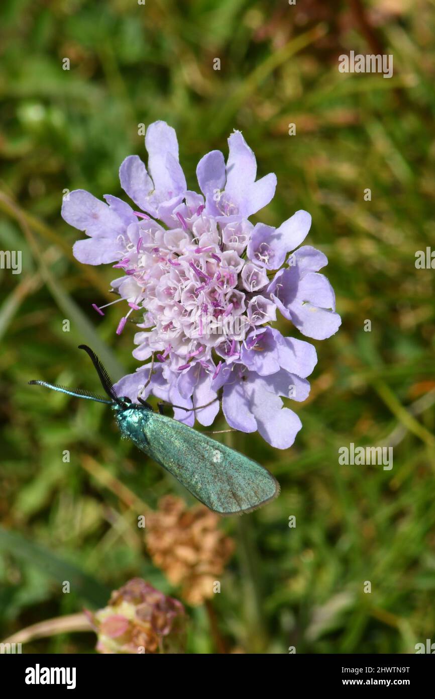 Les statices d'Adscita, famille des Progridinae, Zygaenidae espèce, battant jour, ailes vertes/bleues avec anttennae à clume, s'installent sur un champ scabieux Banque D'Images