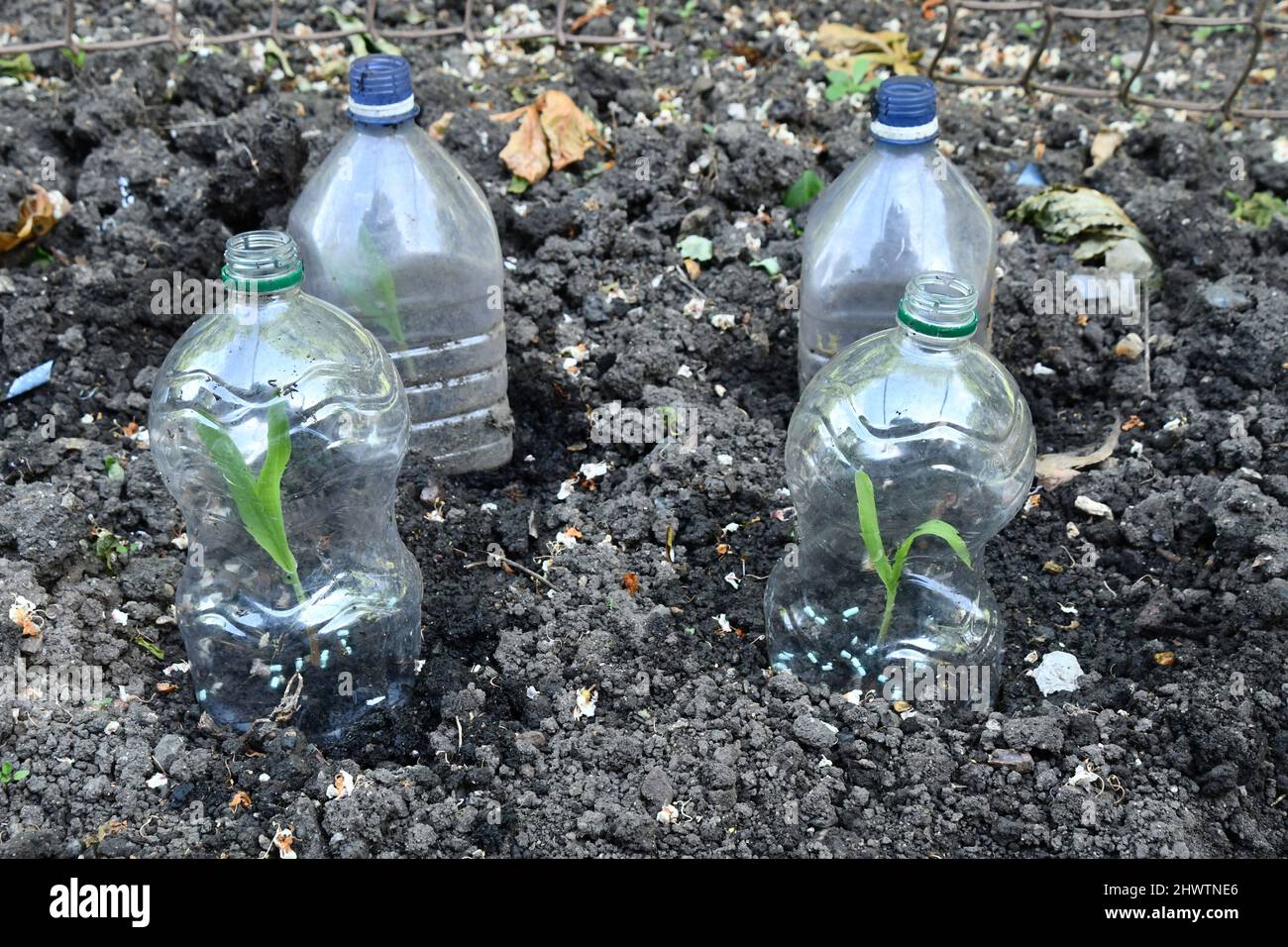 Jeunes plants de maïs-Sweetcorn protégés par des cloches en plastique contre les oiseaux et d'autres organismes nuisibles sur une allotissement dans le Somerset. Banque D'Images