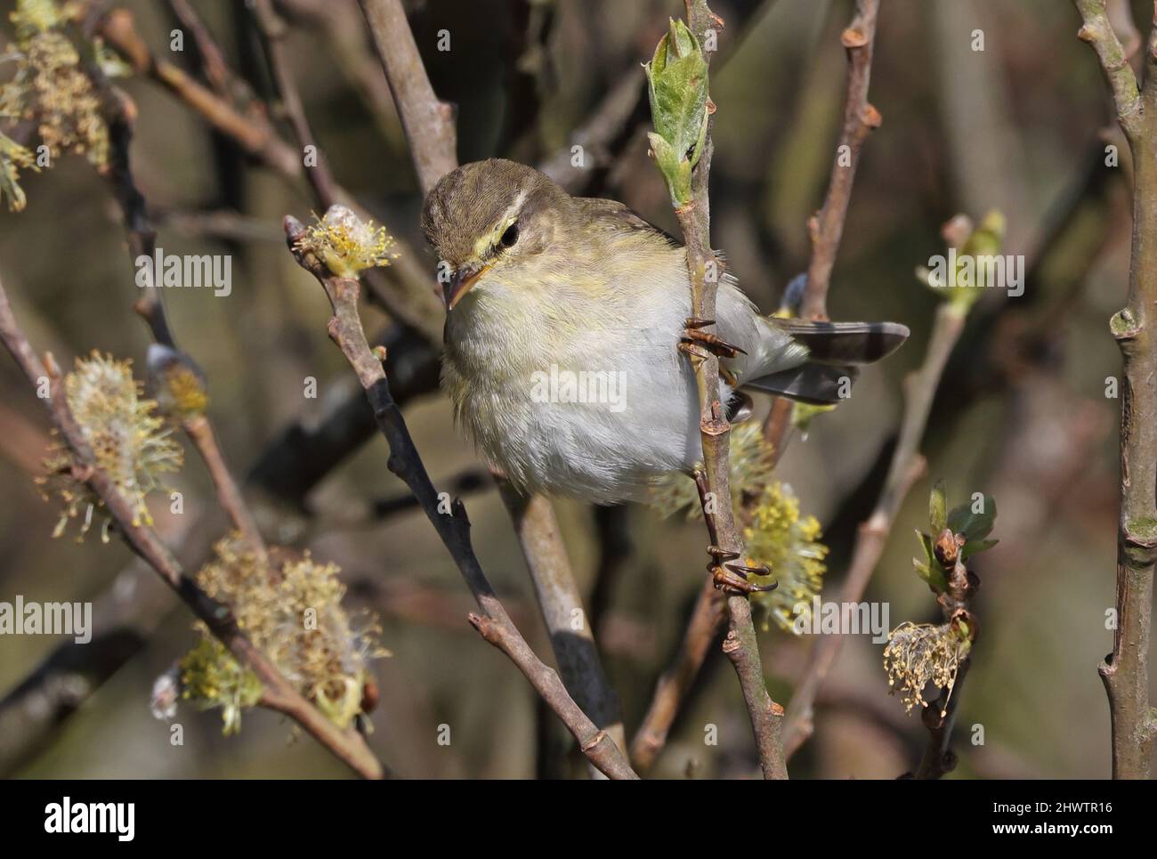 Paruline à saule (Phylloscopus trochilus trochilus) mâle adulte perchée dans le Bush en laisse Eccles-on-Sea, Norfolk, Royaume-Uni Avril Banque D'Images