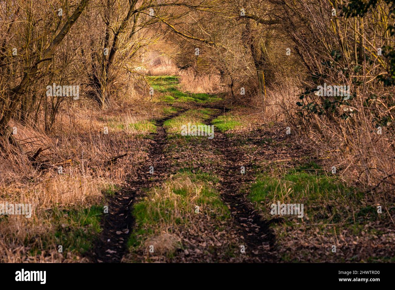 Un sentier forestier isolé, baigné de soleil, avec de nombreuses feuilles de couleur d'humeur automnale en Allemagne Banque D'Images Un sentier forestier isolé, baigné de soleil, avec de nombreuses feuilles de couleur d'humeur automnale en Allemagne Banque D'Images