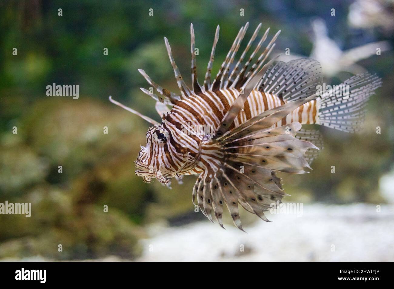 Le lionfish rouge (nom latin Pterois volitans), un poisson de récif de corail venimeux. Banque D'Images