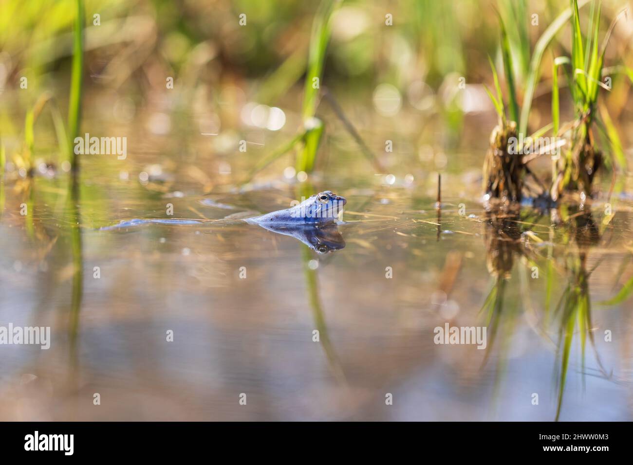Grenouille bleue - Rana arvalis dans l'eau au moment de l'accouplement. Photo sauvage de la nature. La photo a un joli bokeh. Banque D'Images