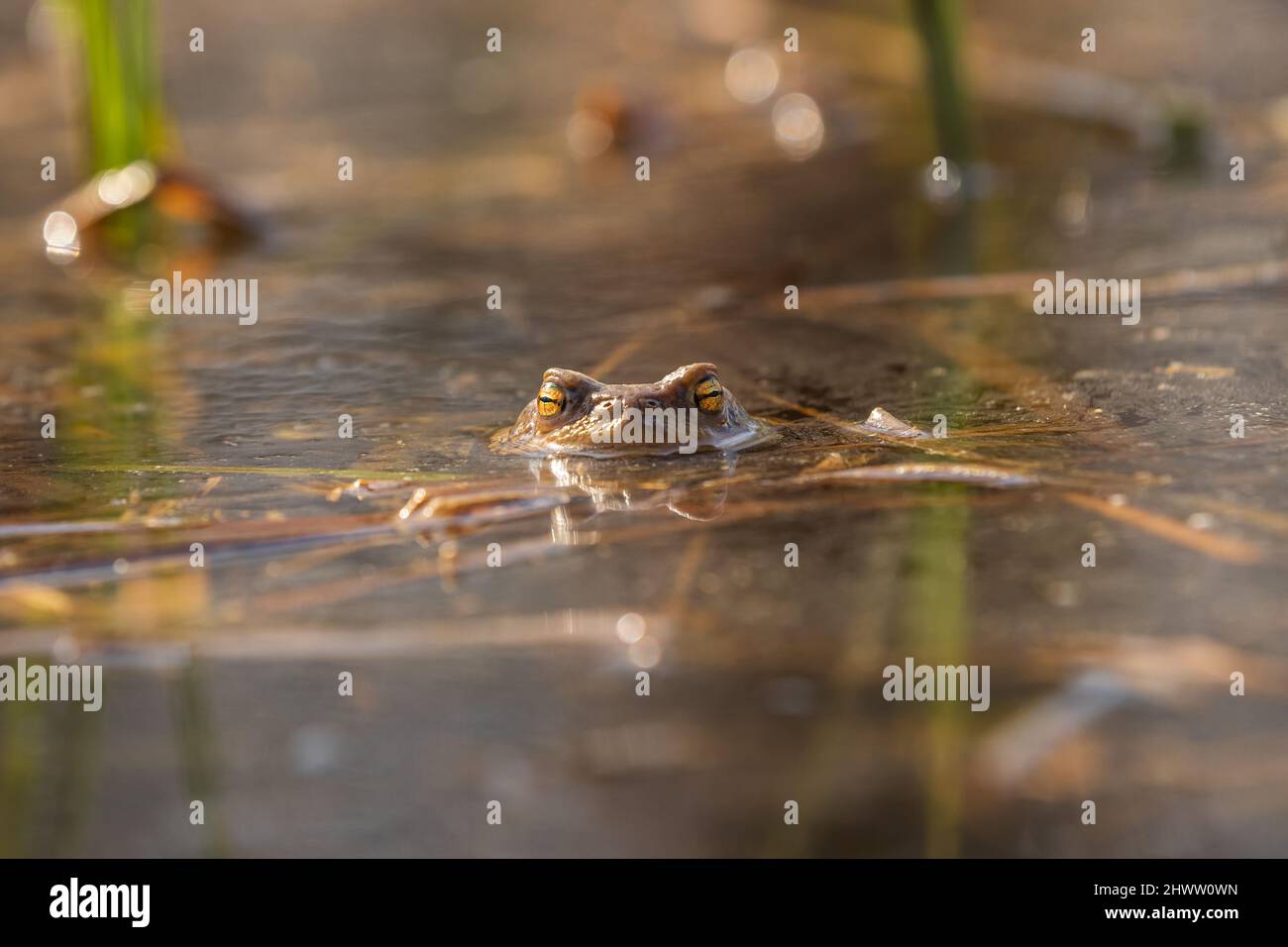 Grenouille sur la surface de l'étang. Gros plan de la tête d'une grenouille Toad - Bufo bufo. Grands yeux, réflexion sur la surface et beau bokeh sont Banque D'Images