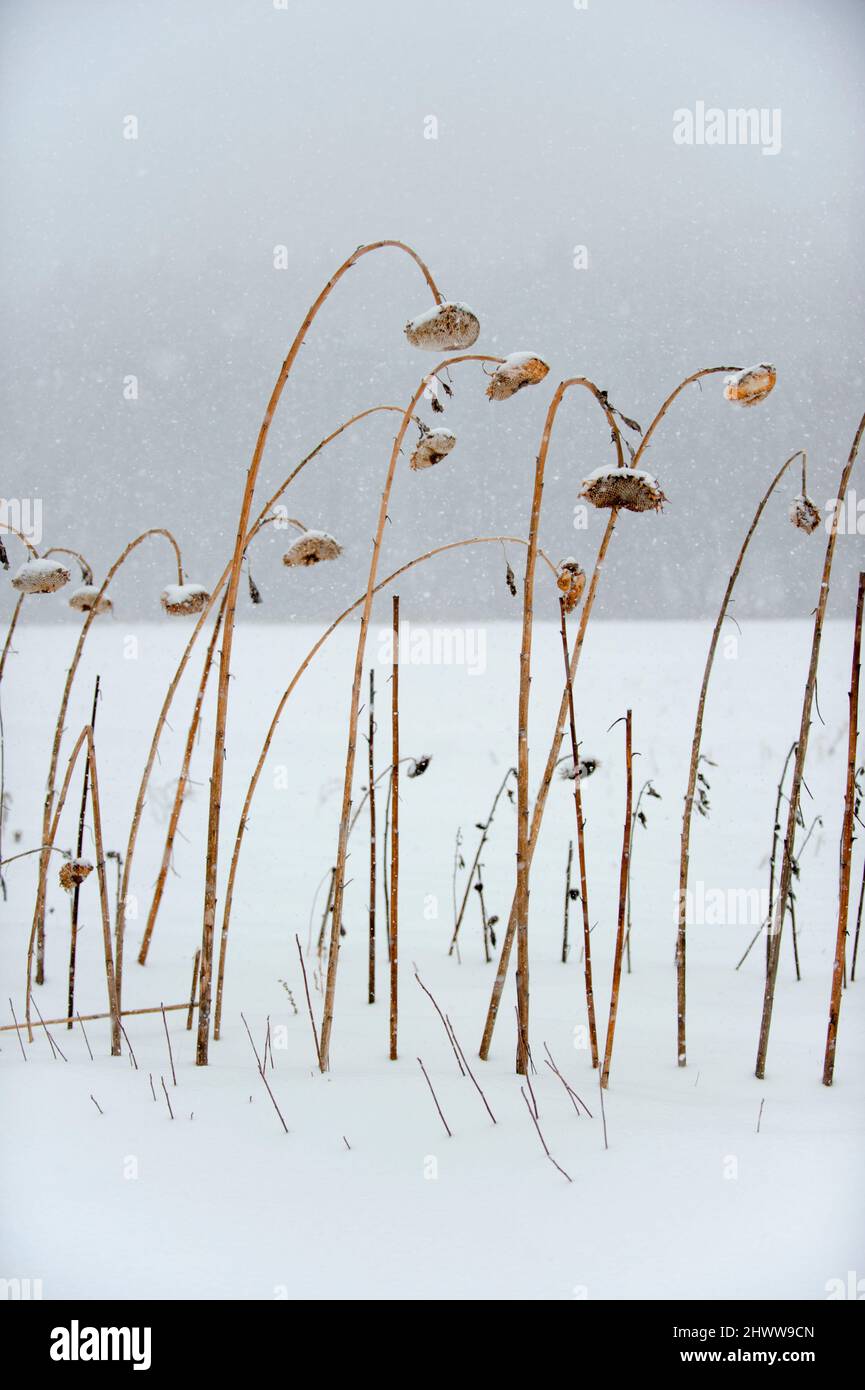 Champ couvert de neige de tournesols en hiver Banque D'Images