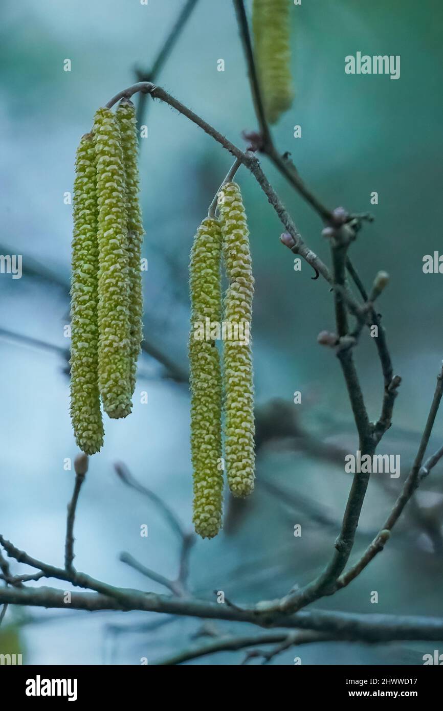 Chatons à noisettes communes, fleurs printanières sur fond flou - Corylus avellana Banque D'Images