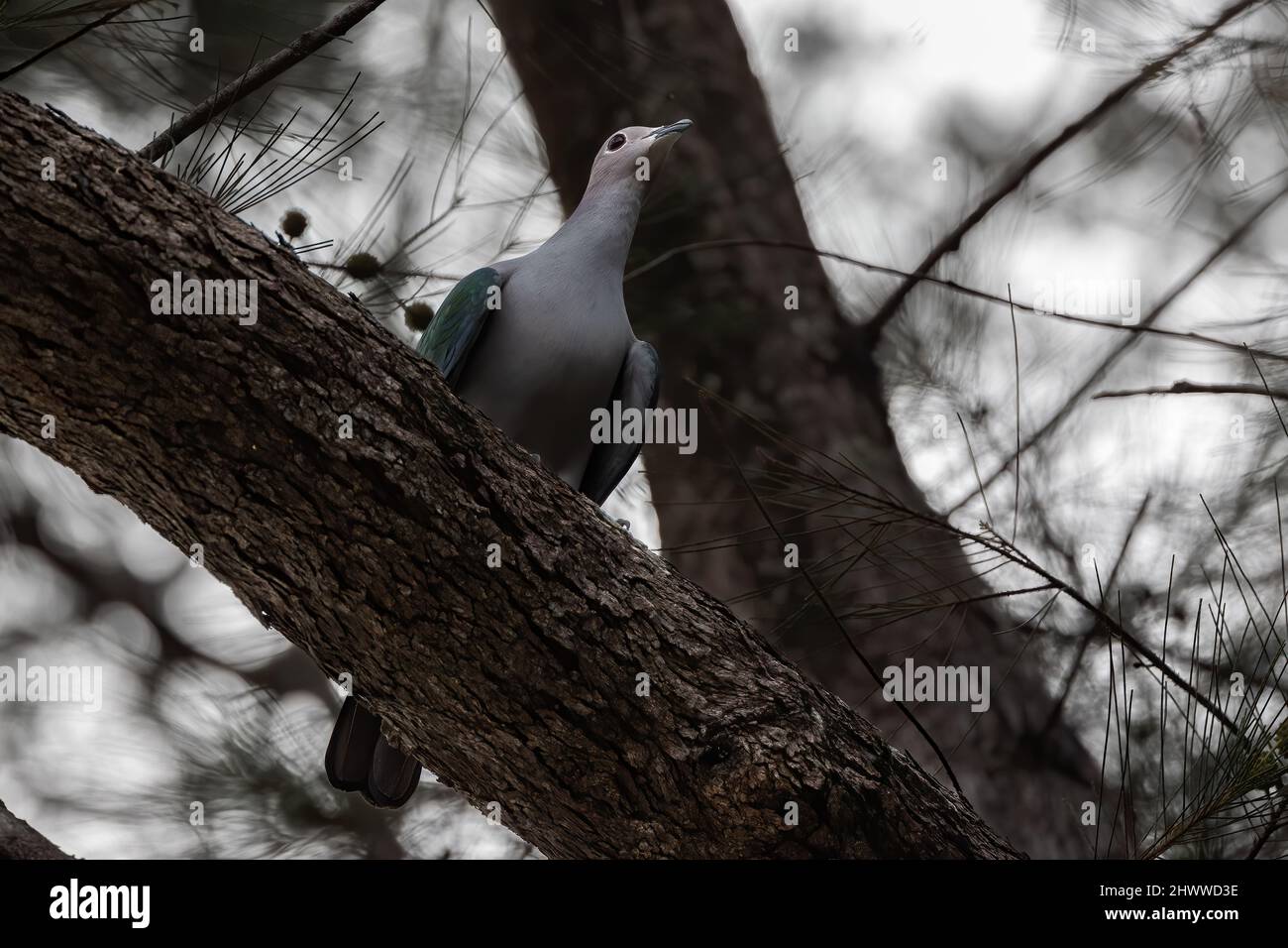 Pigeon impérial vert perché sur la branche de l'arbre. Banque D'Images