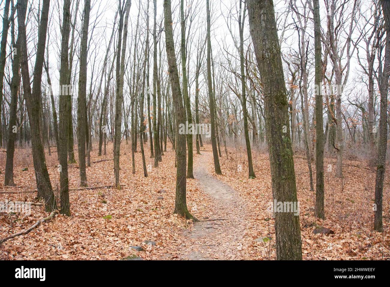 Parc national de Kettle Moraine, unité de pic de Lapham, Delafield, Wisconsin. Banque D'Images