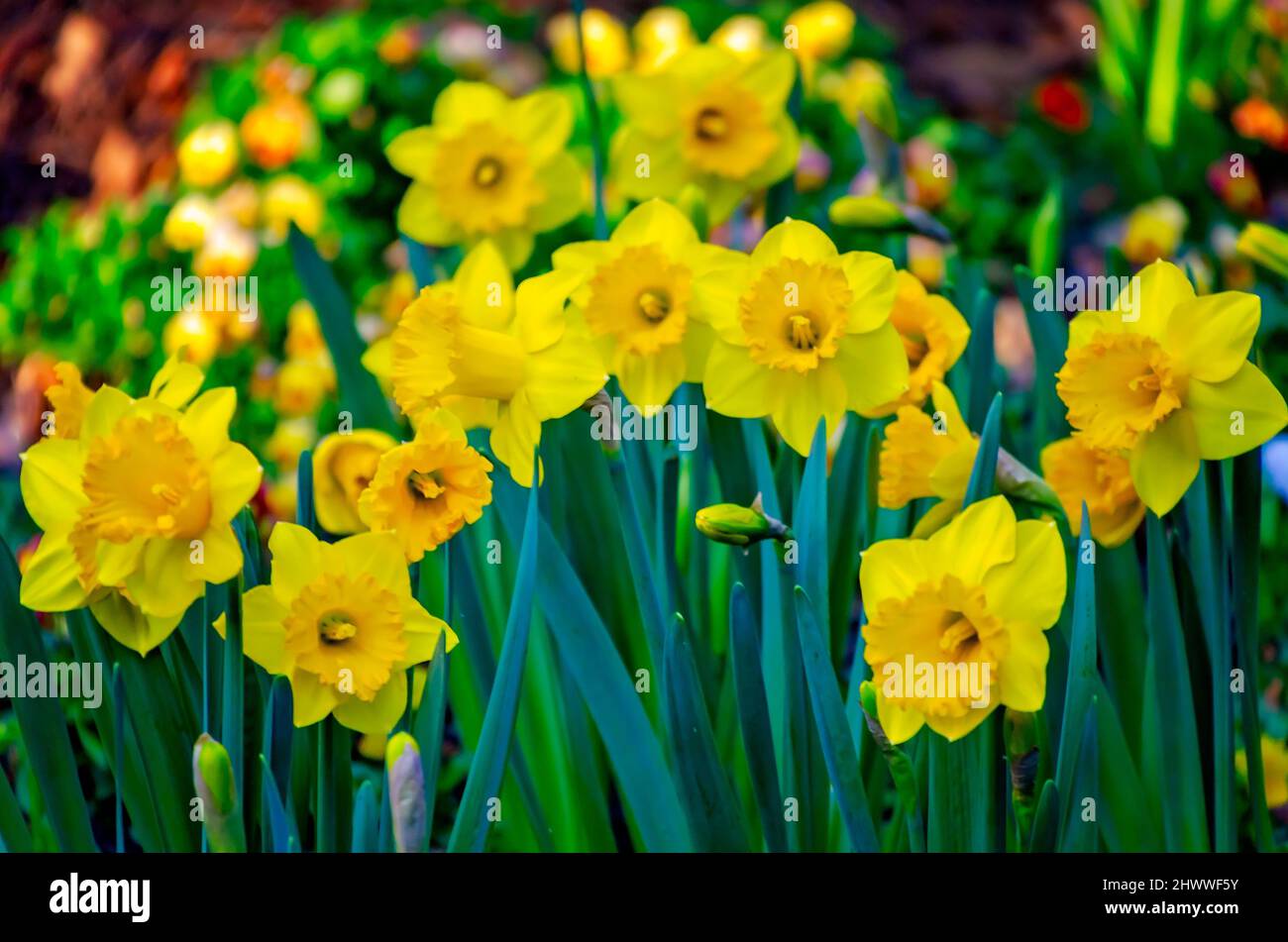 Les jonquilles jaunes (Narcissus) fleurissent aux jardins de Bellingrath, le 4 mars 2022, à Theodore, Alabama. Les jardins de 65 hectares ont ouvert au public en 1932. Banque D'Images