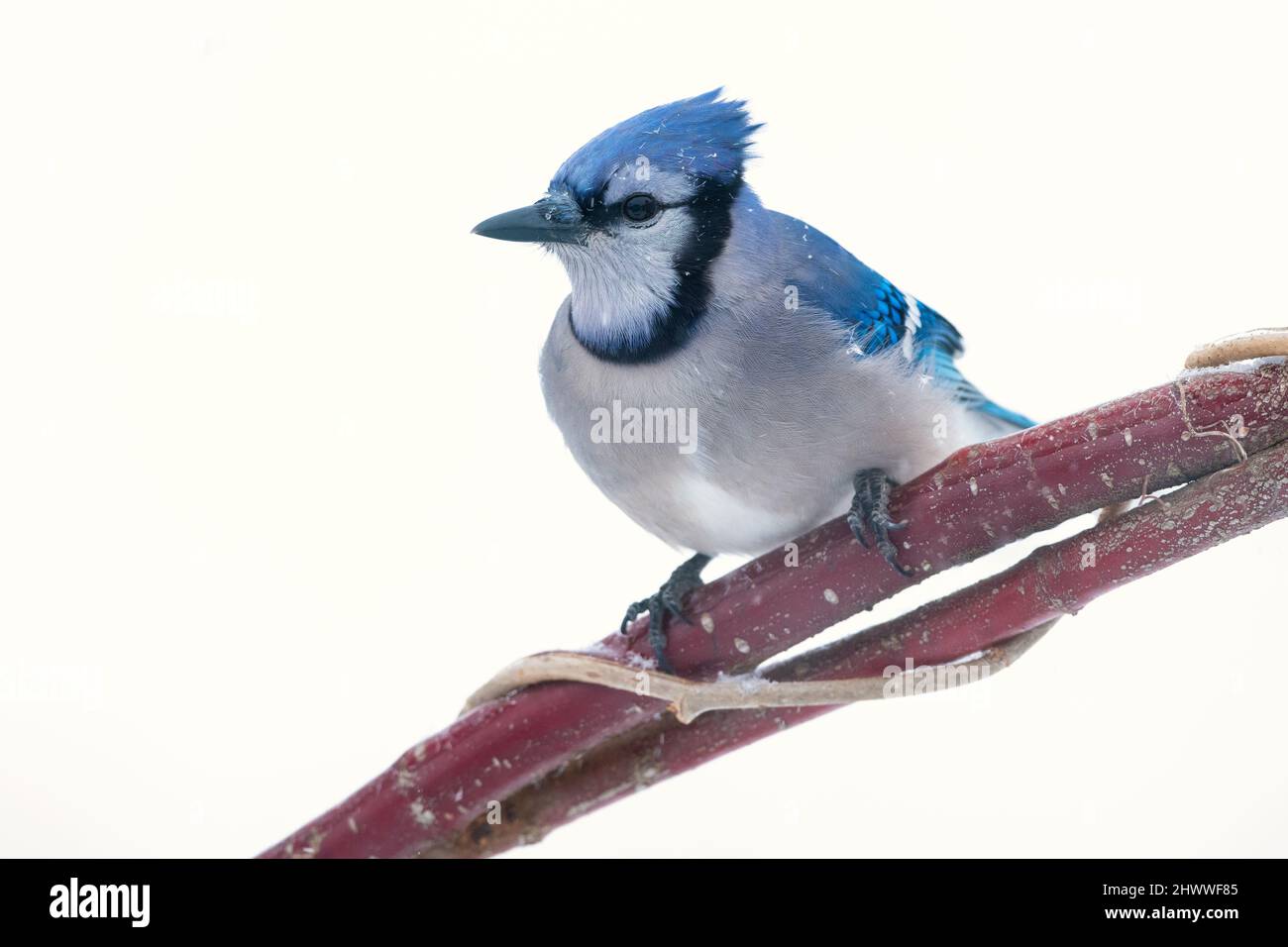 Blue Jay (Cyanocitta cristata), perchée, hiver, E N America, par Dominique Braud/Dembinsky photo Assoc Banque D'Images