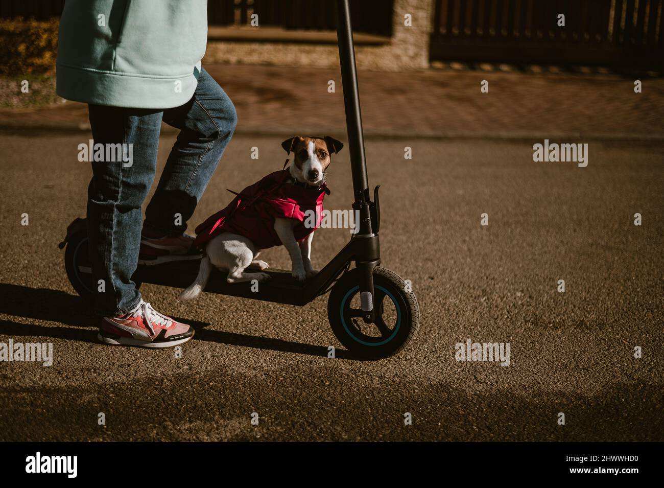 Une femme fait un scooter électrique autour du village de la maison avec le chien.Jack Russell Terrier dans une veste rose lors d'une belle journée d'automne. Banque D'Images