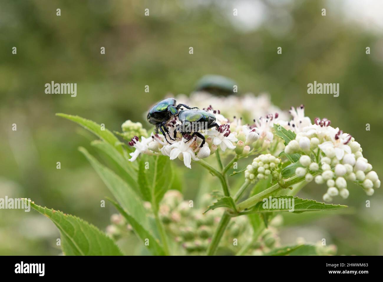 Cetonia aurata, coléoptère également nommé rose ou vert rose chafer le hanneton européen Banque D'Images