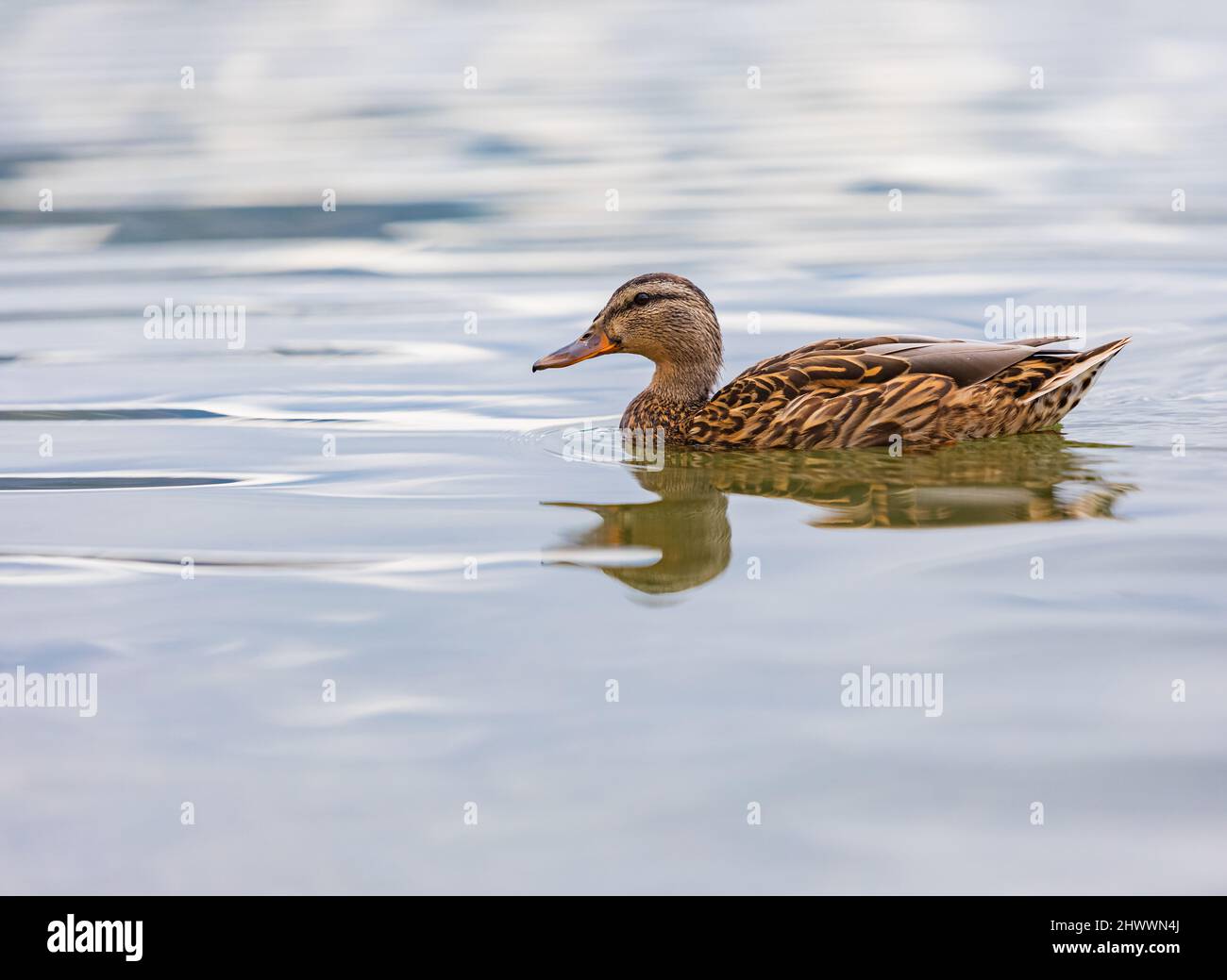 Canard dans le parc sur le lac ou la rivière. Nature faune canard colvert. Gros plan canards, voir les détails et les expressions des canards. Photo de voyage, sélective Banque D'Images