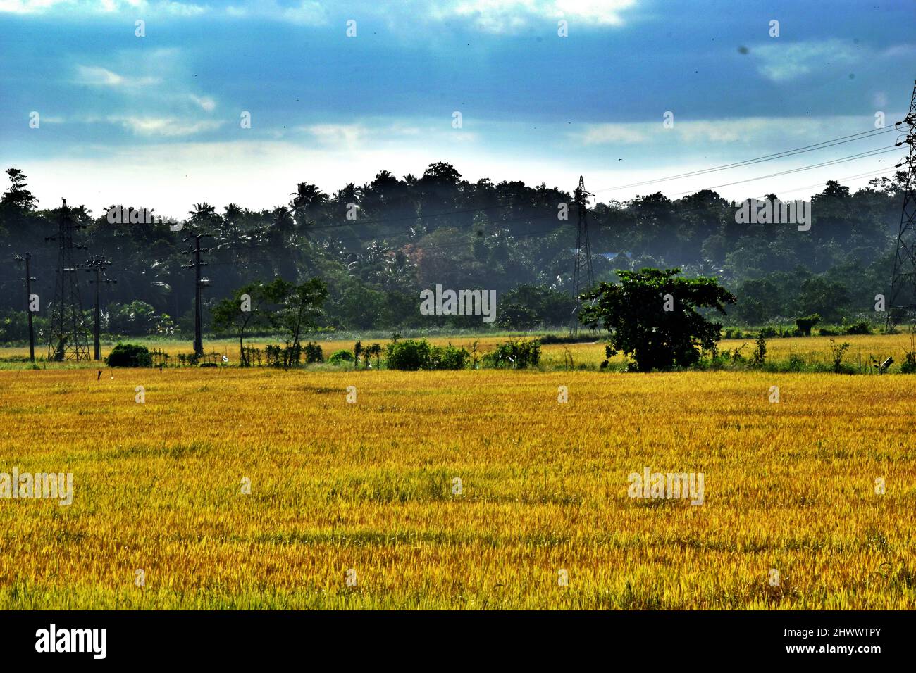 Photos de paysages de champs Golden Paddy Banque D'Images