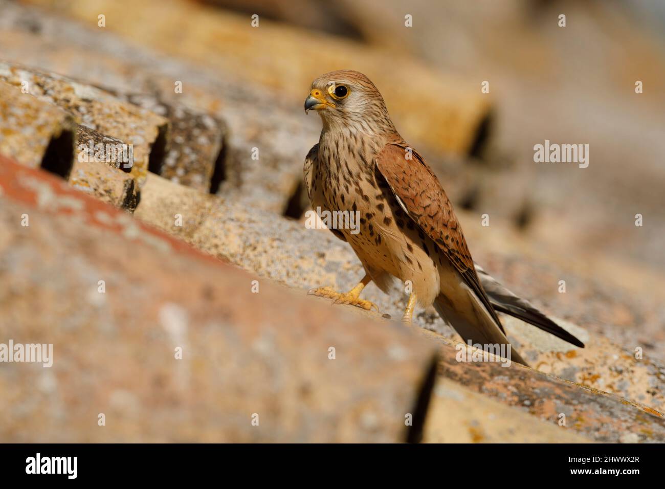 Plus petit kestrel Banque D'Images