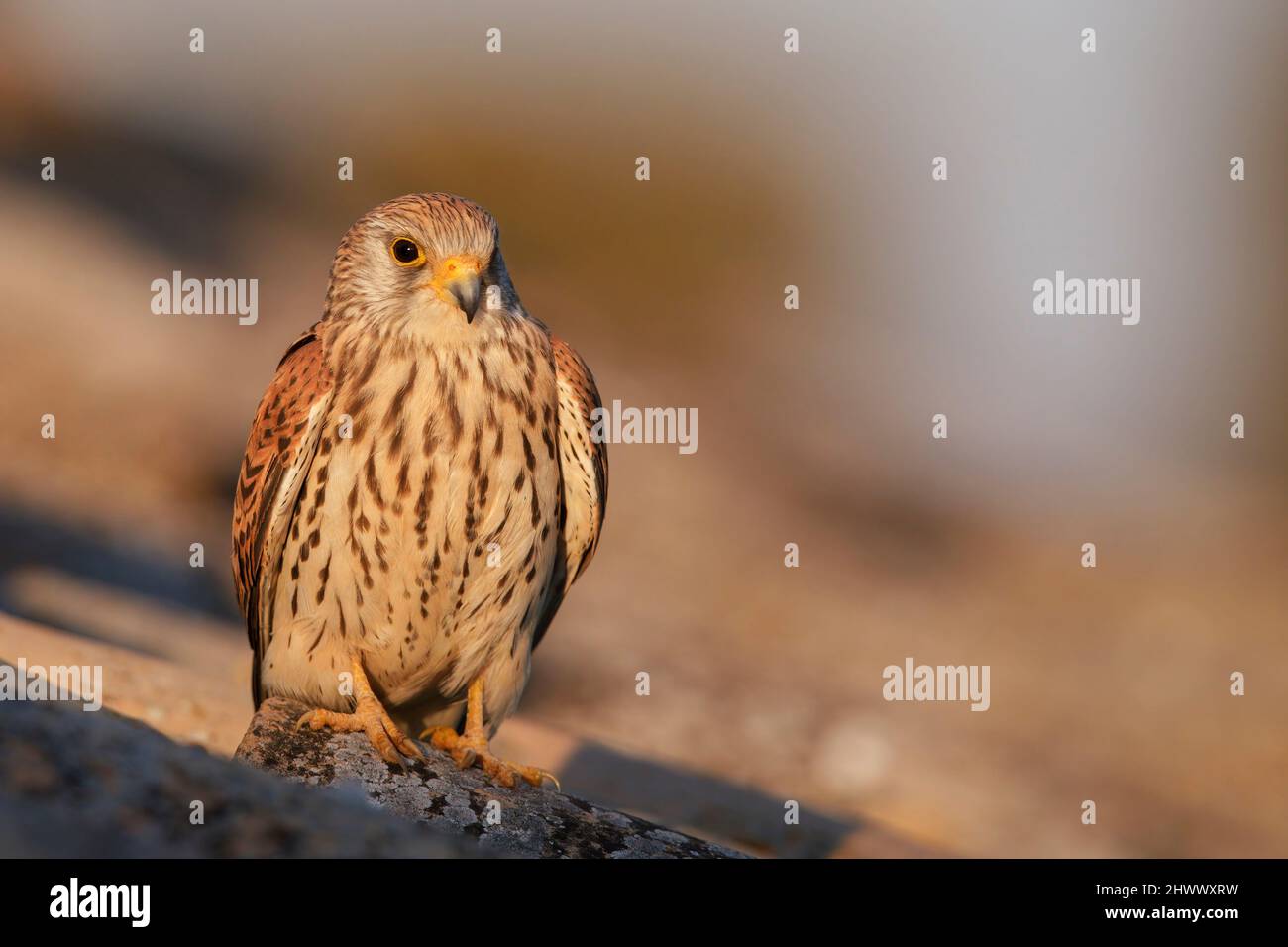 Plus petit kestrel Banque D'Images