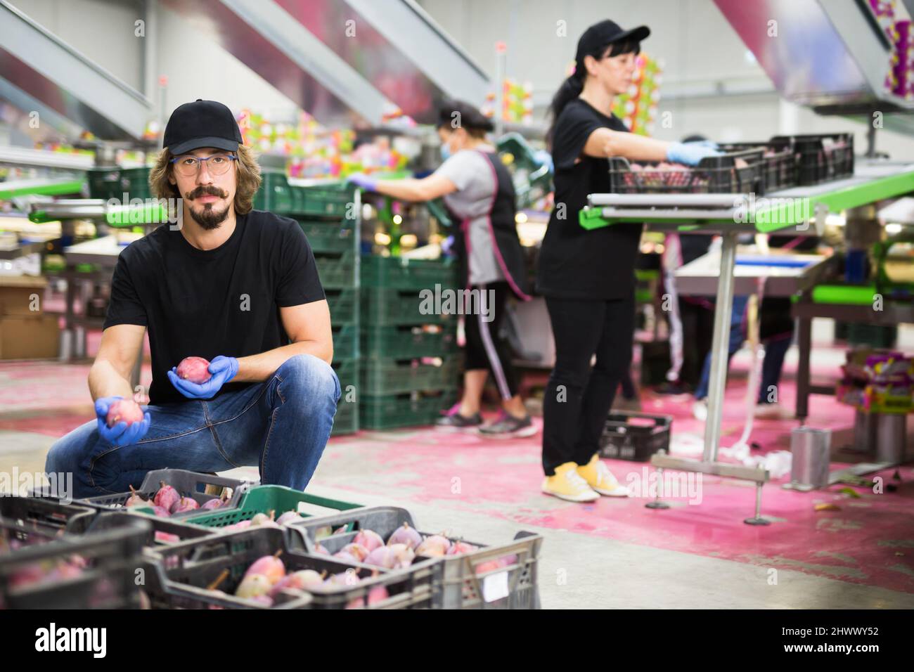 Homme travailleur montrant des fruits de mangue à l'usine Banque D'Images