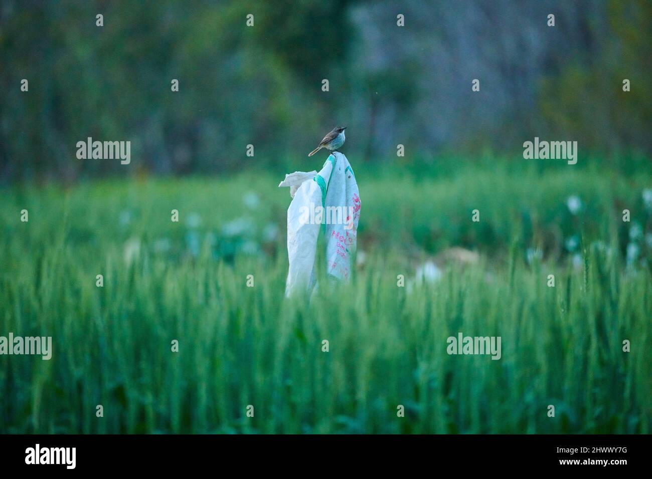 Une femme Gray Bush Chat sur sa perche dans un paddy field. Banque D'Images