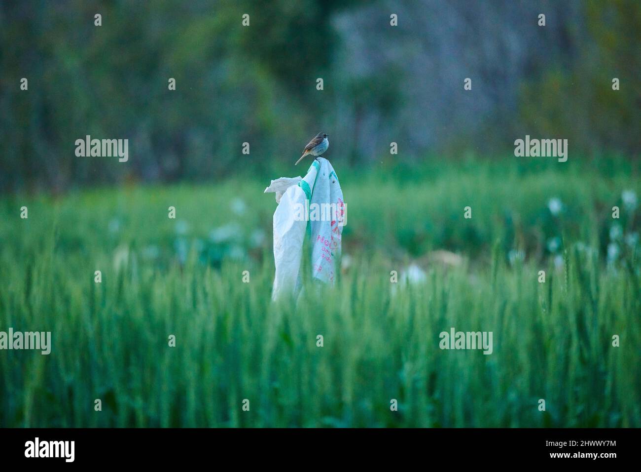Une femme Gray Bush Chat sur sa perche dans un paddy field. Banque D'Images