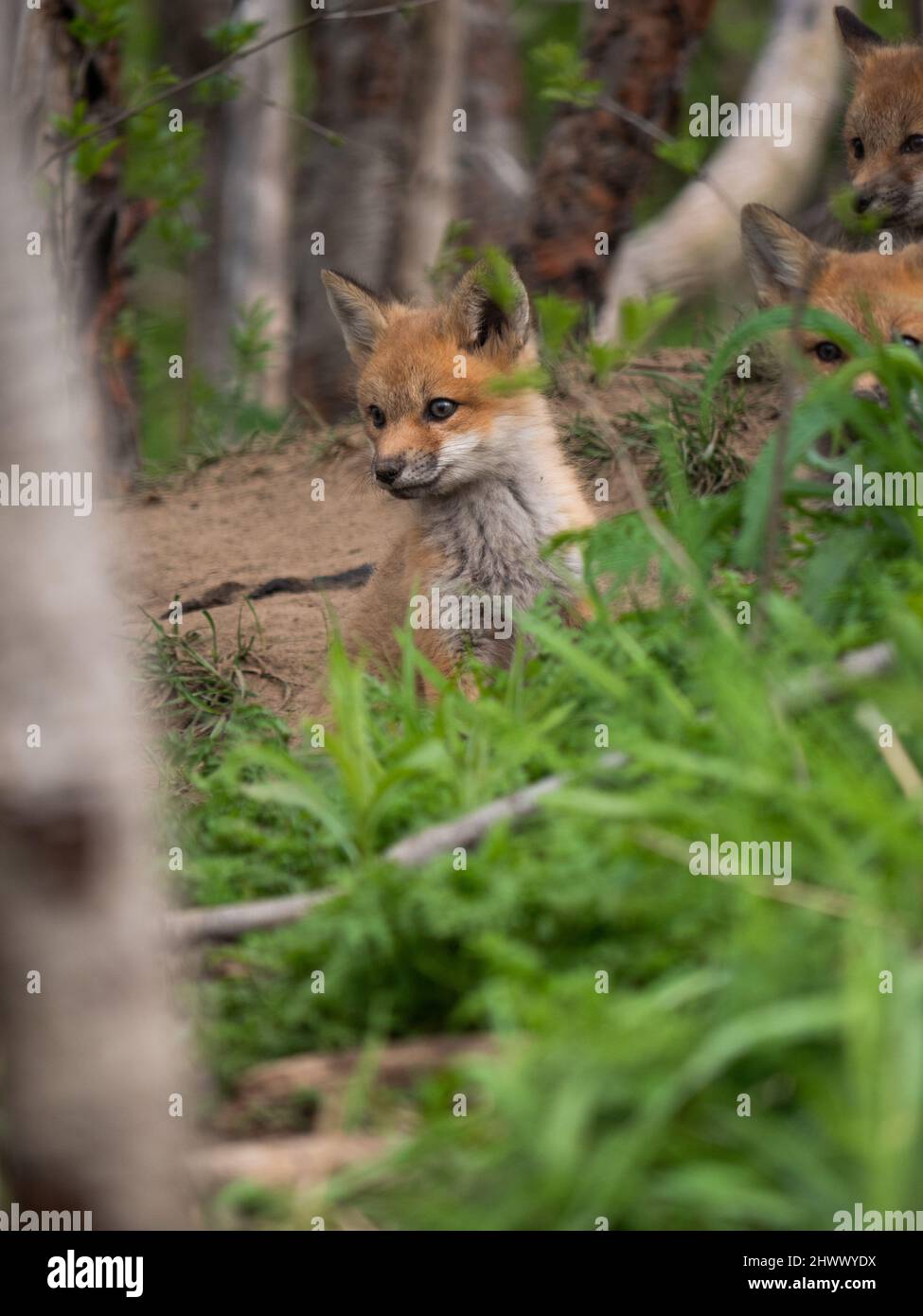 Des petits renards jouent autour de leur coin-détente Banque D'Images