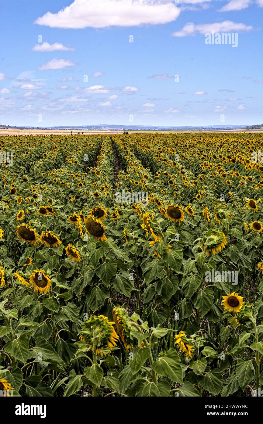 Champ de tournesol avec ciel nuageux ciel bleu Banque D'Images