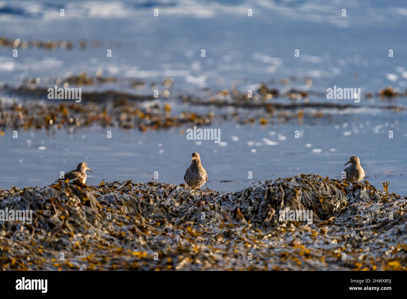 Groupe de sandpiper violet sur la rive de l'océan Banque D'Images