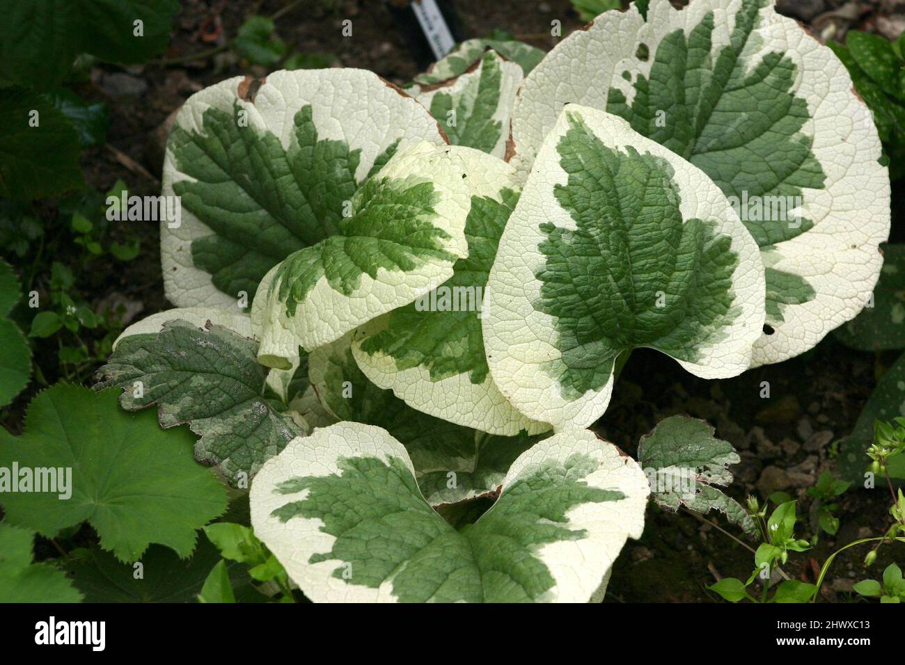 Brunnera macrophylla 'Variegata' (buegelloss sibérien) Banque D'Images