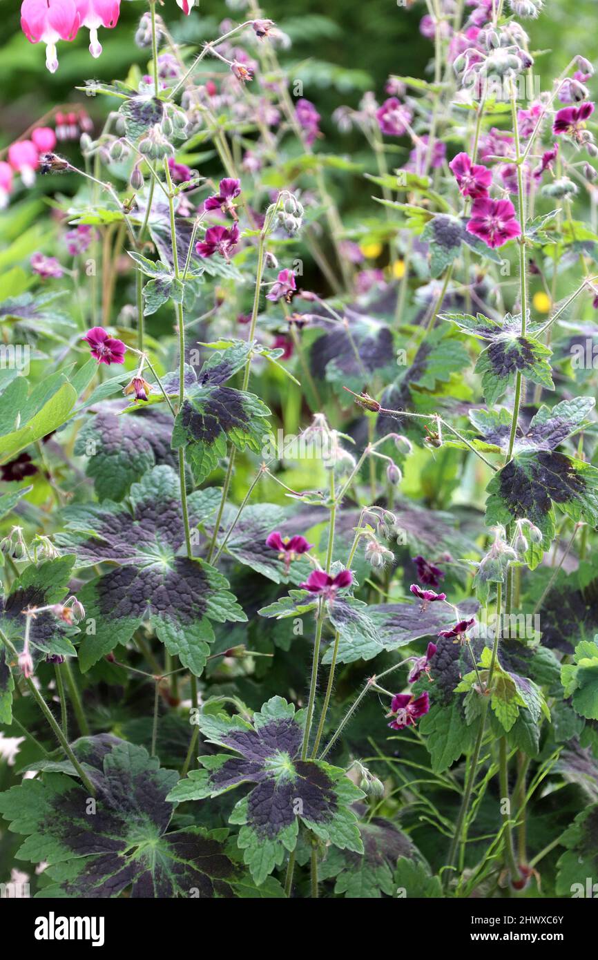 Géranium phaeum 'Sobor' (Cranesbill) Banque D'Images