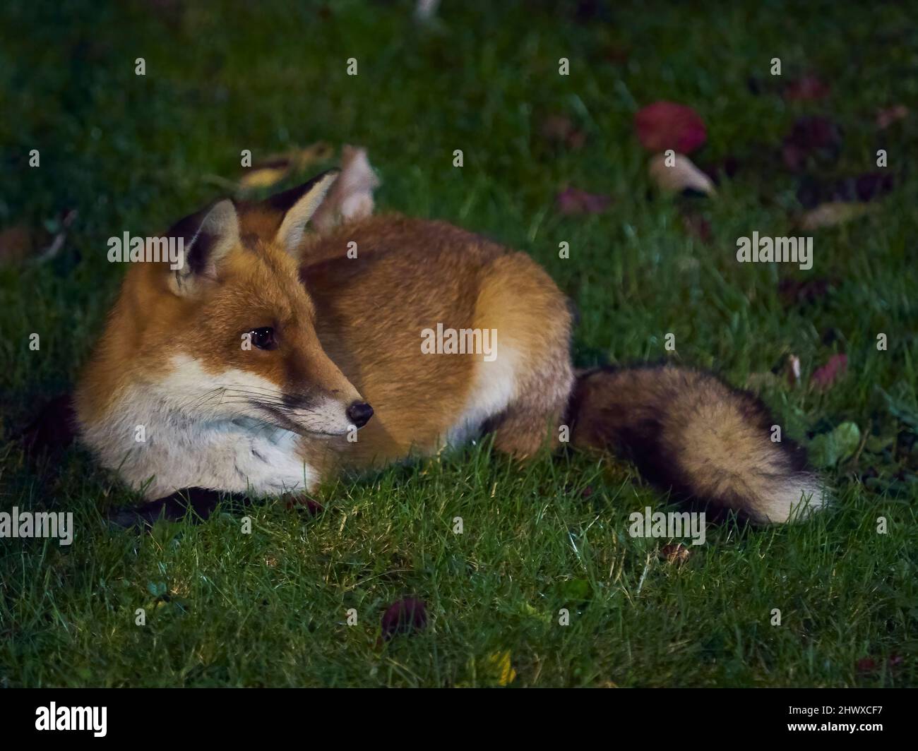 Un renard urbain élégant et élégant a son repos dans un jardin résidentiel perturbé par le bruit de nuit de la ville. Banque D'Images