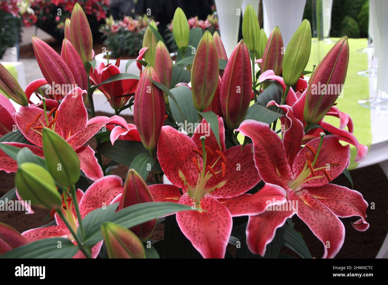 Lilium « impact de vidange » (nénuphar oriental) Banque D'Images