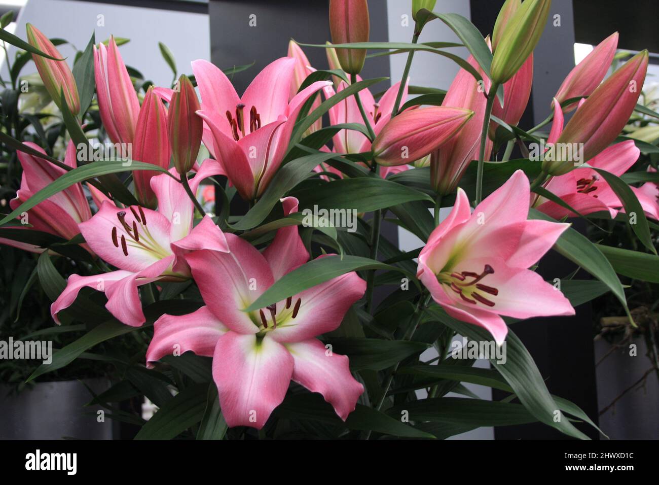 Lilium 'Master' (nénuphars orientaux) Banque D'Images