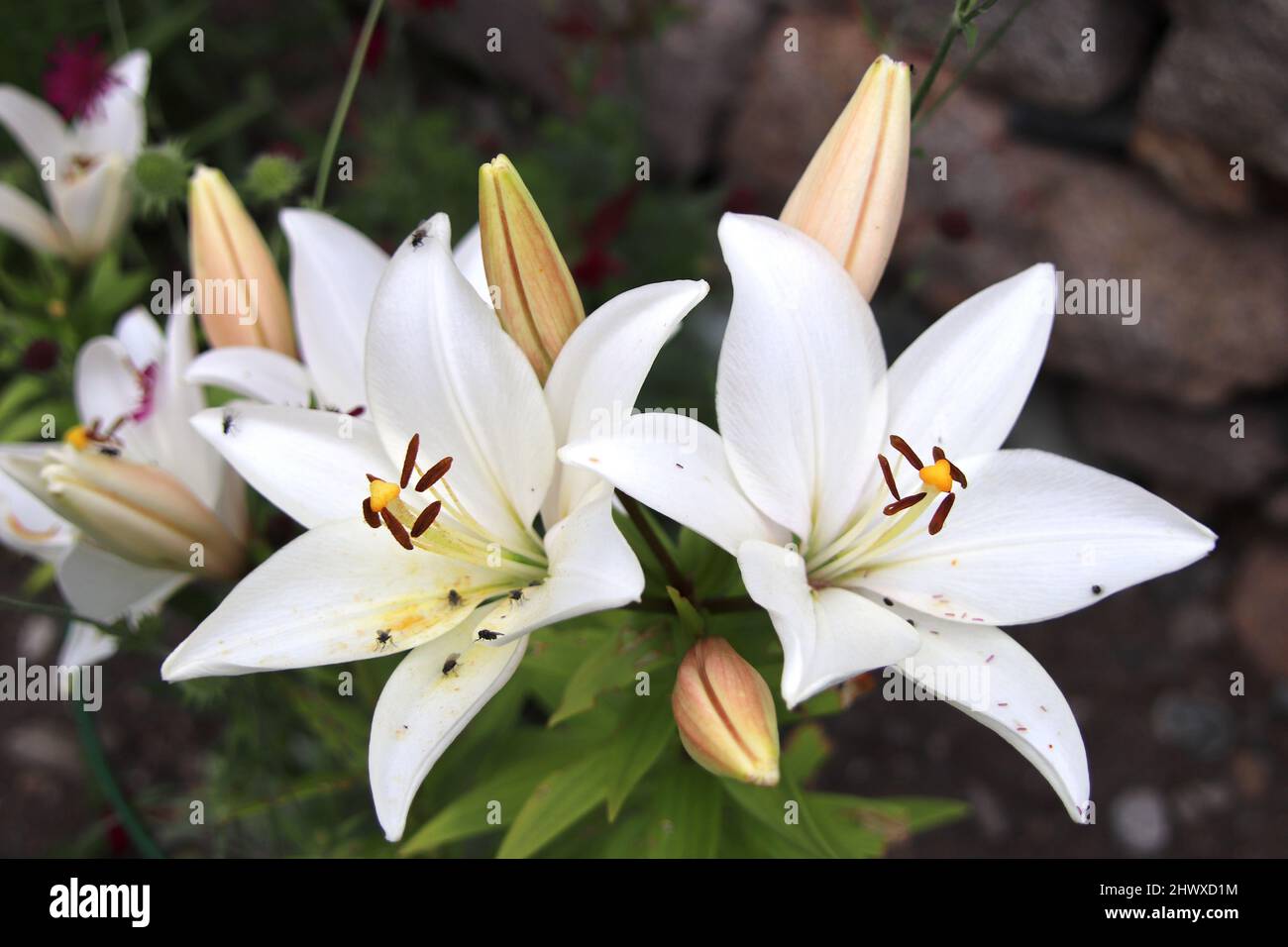 Lilium 'Mont blanc' (nénuphar asiatique) Banque D'Images