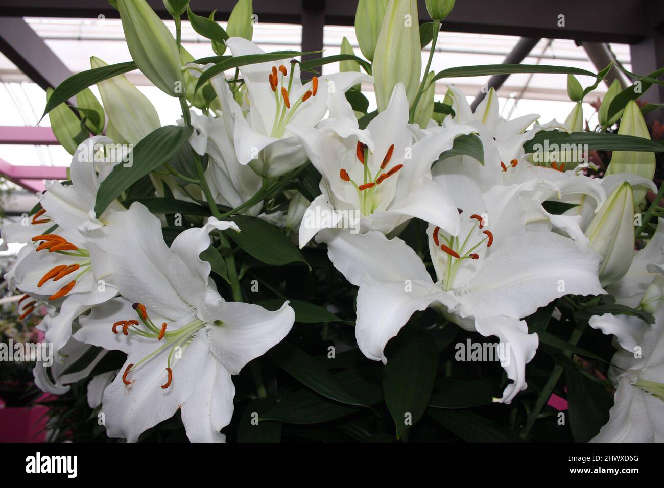 Lilium 'Valdez' (nénuphar oriental) Banque D'Images