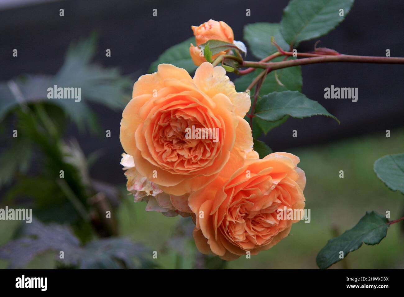 Rosa 'Crown Princess Margareta' (arbuste) - David Austin Banque D'Images
