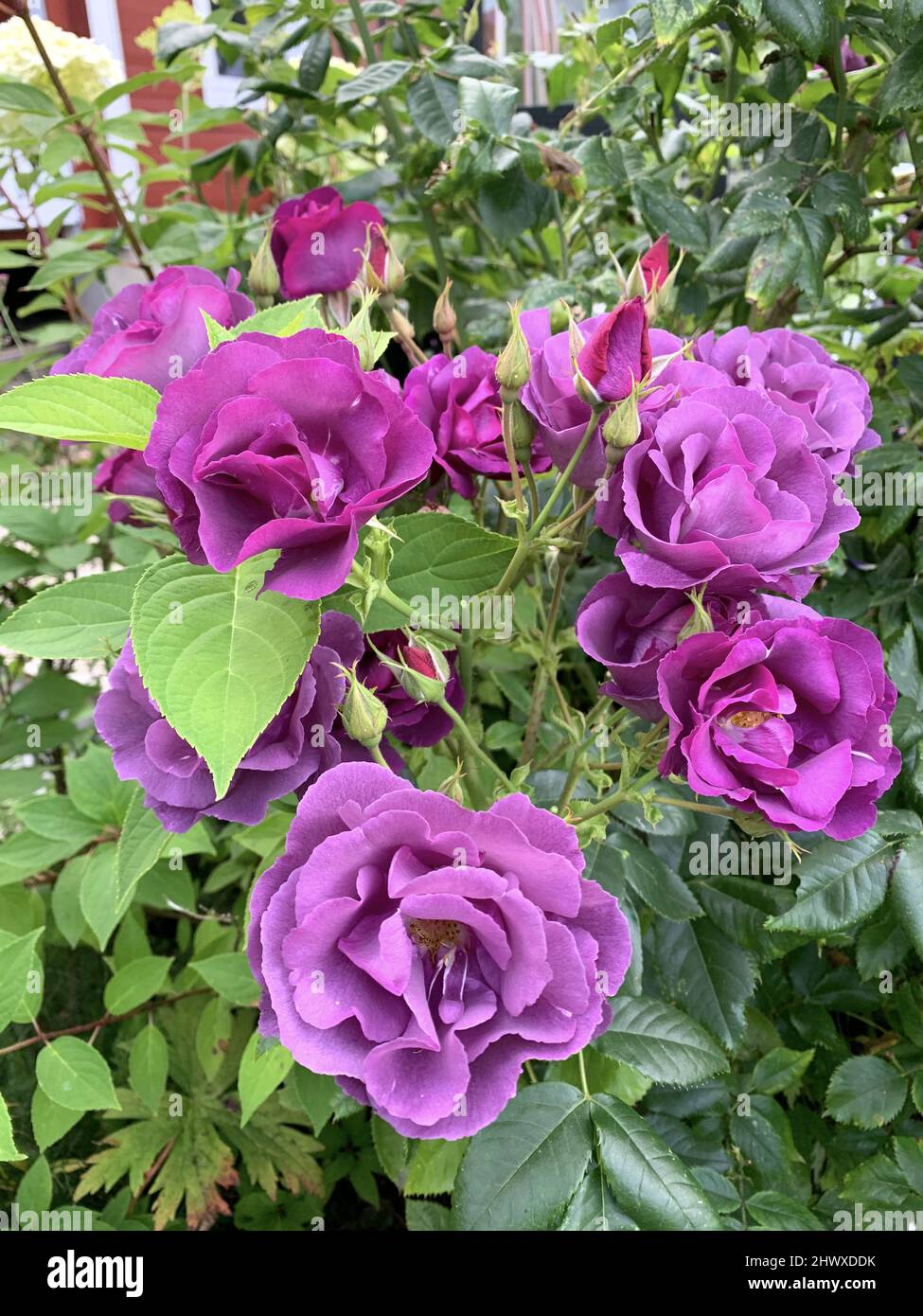 Rosa Rhapsody Rosa rhapsody in blue Banque de photographies et d’images à haute ...